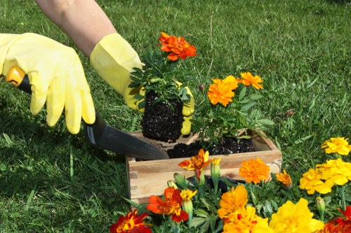 A gardener wearing yellow gloves is planting a vibrant orange and yellow marigold flower into a wooden garden bed filled with similar flowering plants. The garden bed is situated on a well-maintained lawn with lush, green grass. In the background, there are more flower beds, possibly with other seasonal blooms, and surrounding foliage that suggests a landscaped outdoor space typical of a suburban or residential garden in Shadwell. The scene is lit by natural daylight, indicating a clear, sunny day suitable for outdoor gardening activities. The overall setting shows a neat, organized garden area with a focus on flower planting and landscape maintenance, reflecting professional gardening and lawn care practices that Hedge Trimming Shadwell might offer for local garden enhancement and landscaping services.