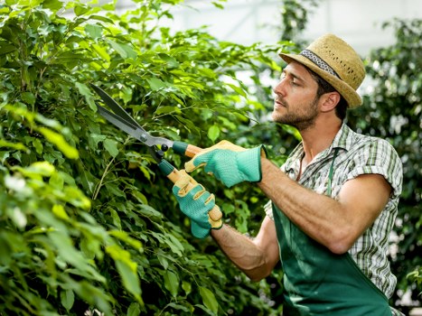 Final inspection of a neatly trimmed hedge
